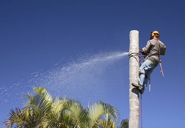 Best Tree Disease Treatment  in Sherwood, OR
