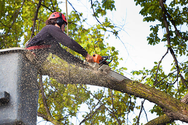  Sherwood, OR Tree Care Pros